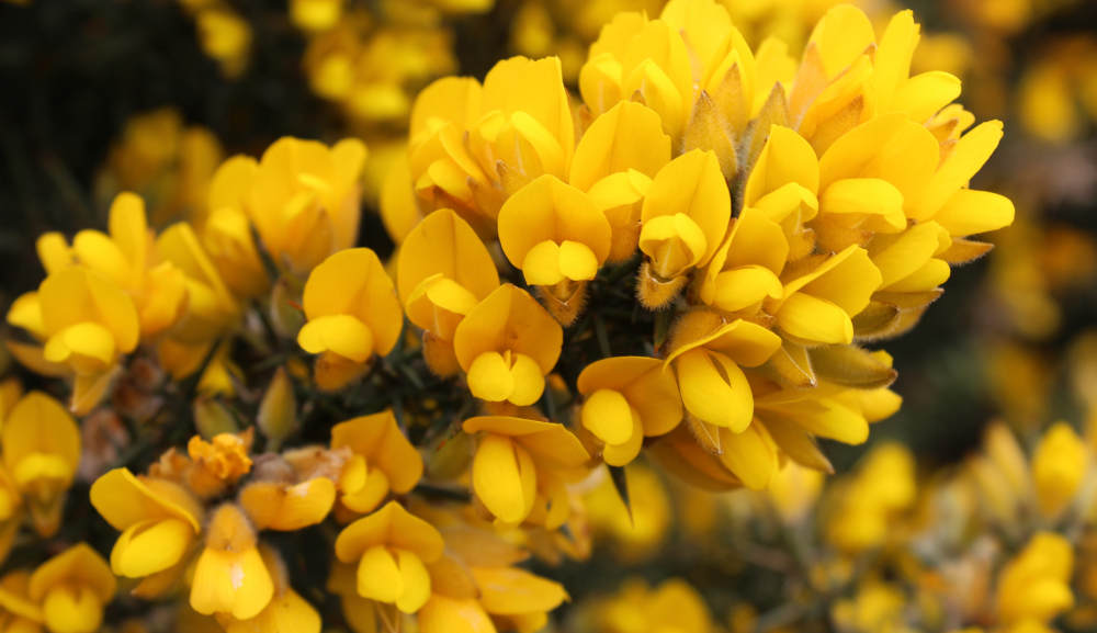 Resplendent Gorse Flowers