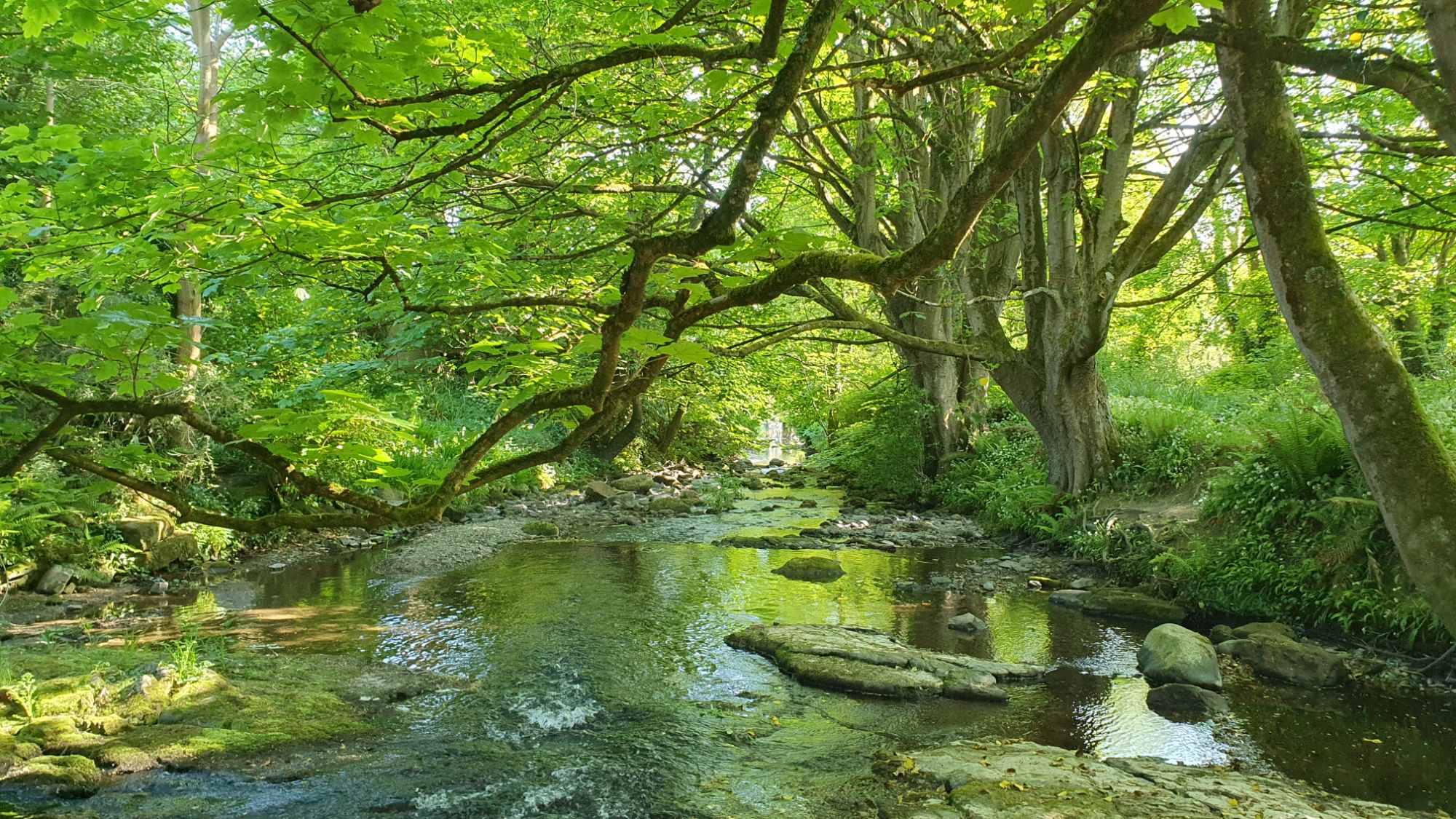 Temple of green