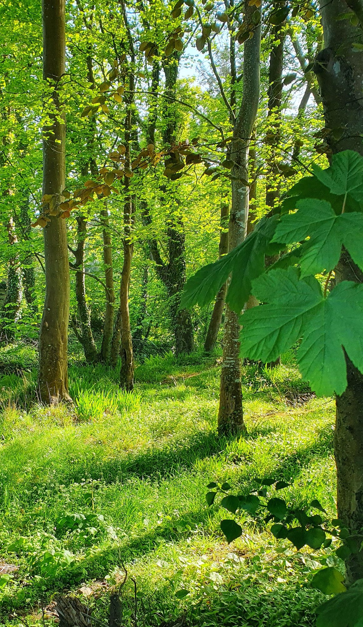 Quiet connections in a woodland glade