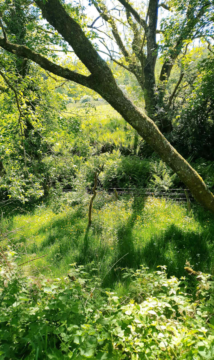 Walking thoughts: Of scent and sap.