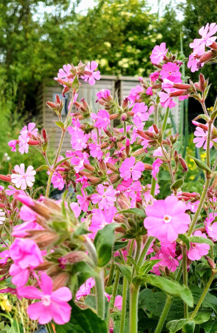 Red Campion at my allotment