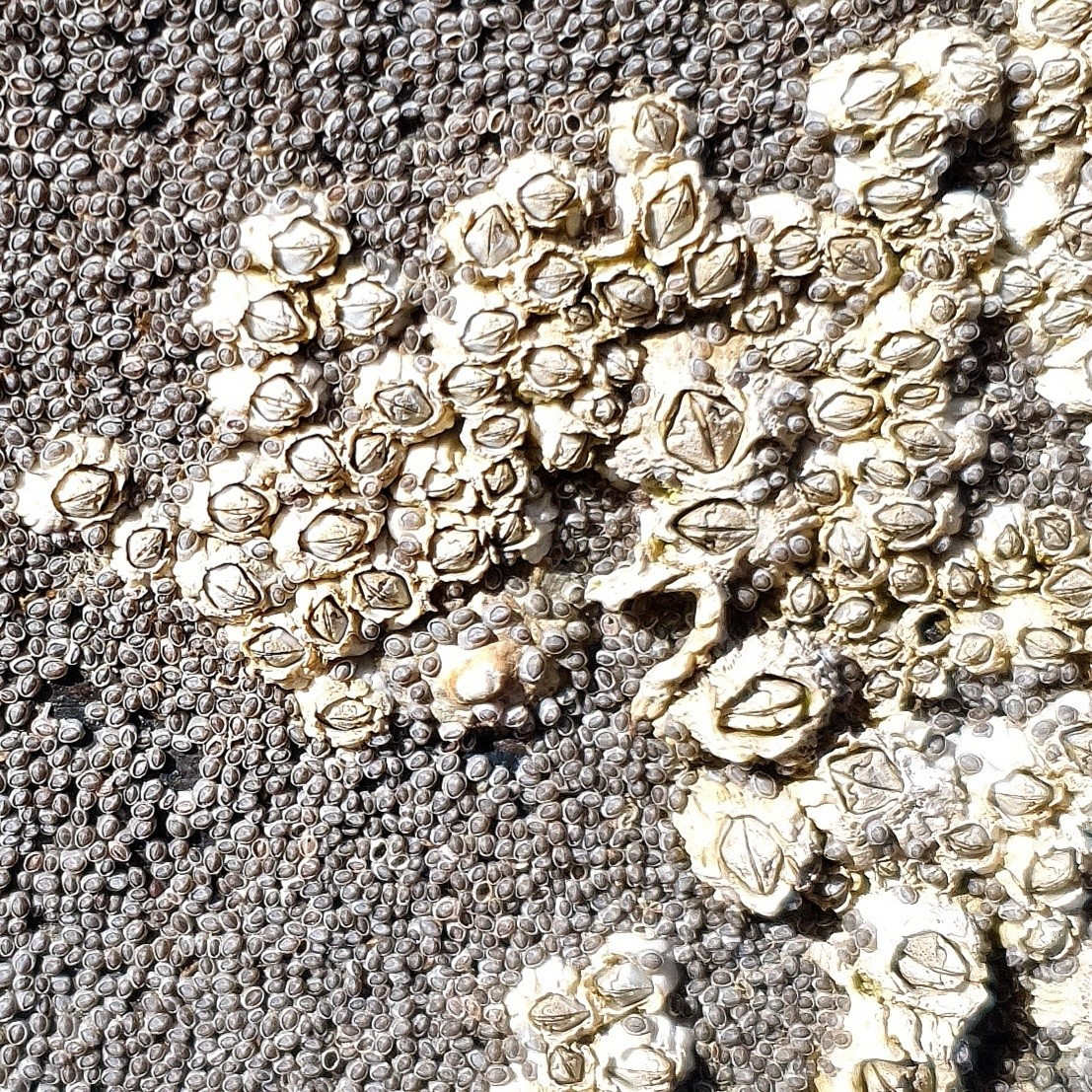 Budge up baby barnacles!