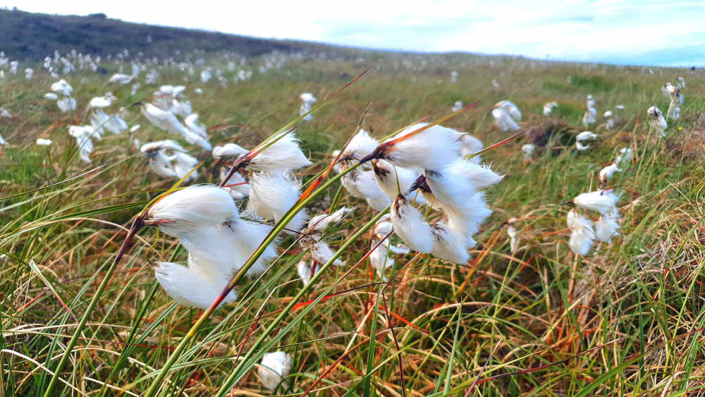 Of skylarks and cottongrass