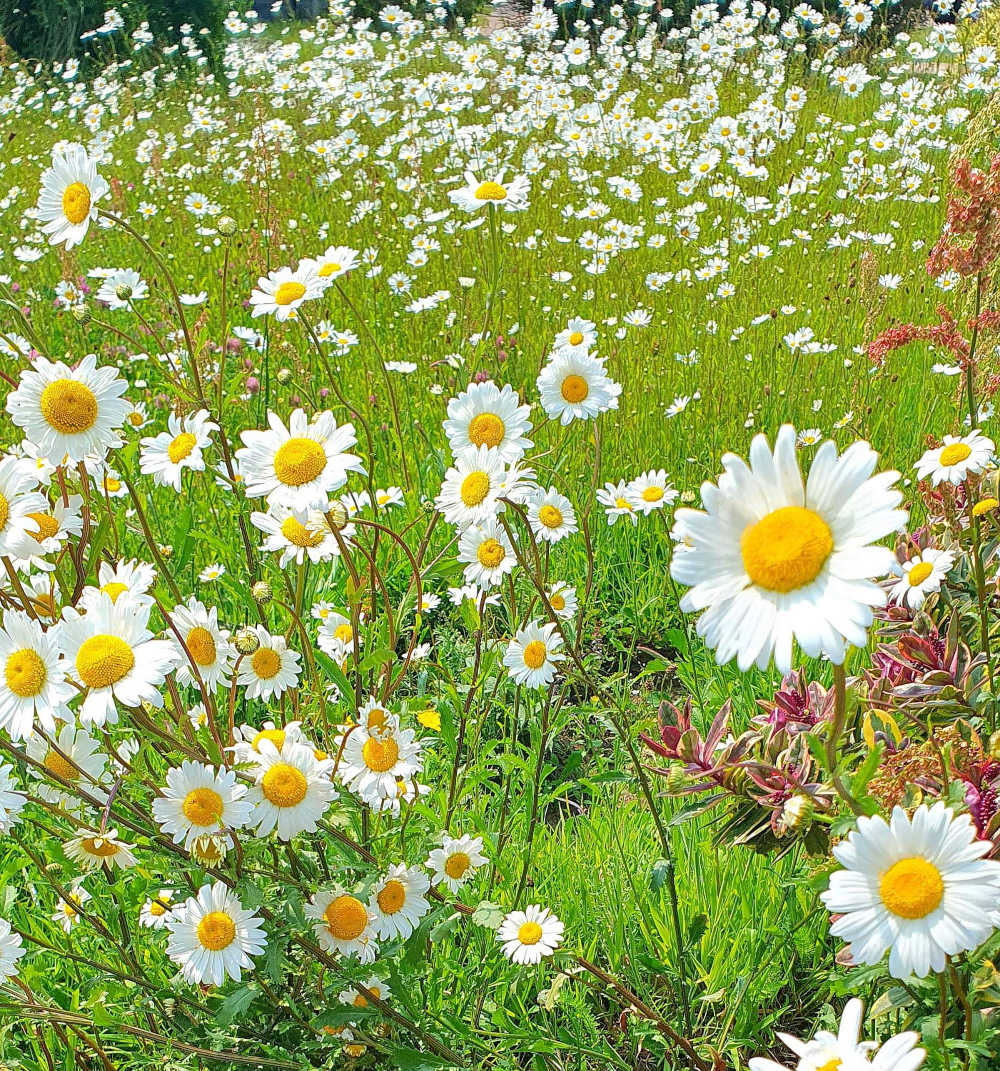 Stop and smell the roses (and the wildflowers too!)